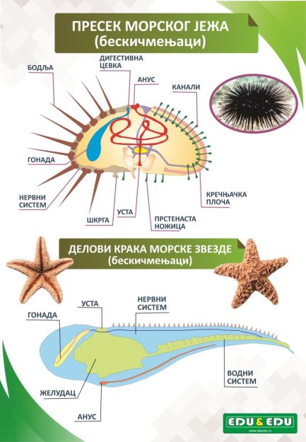 БП006 (BP006) - Пресеци морског јежа и морске звезде (постер)