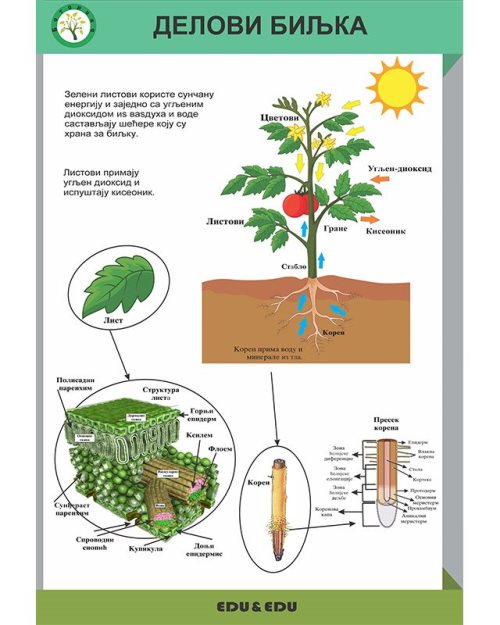 БП130 - Делови биљке (постер)