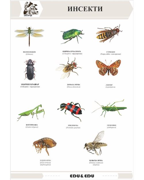 БП122 - Инсекти - бескичмењаци (постер)
