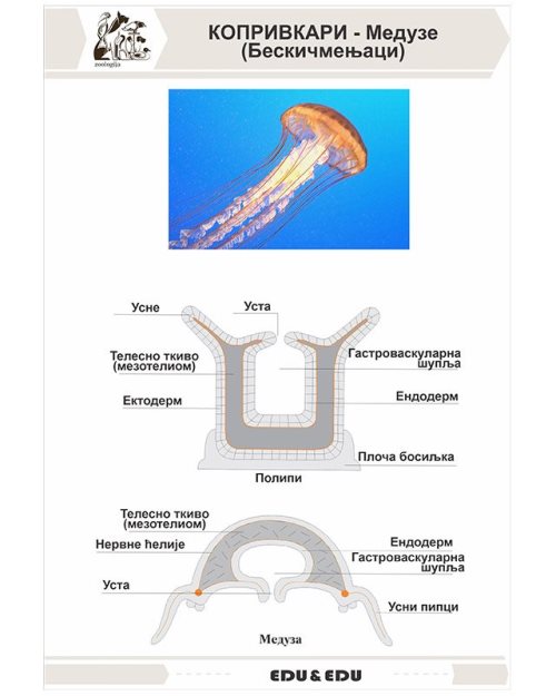 БП121 - Жарњаче –  медузе (бескичмењаци)  (постер)