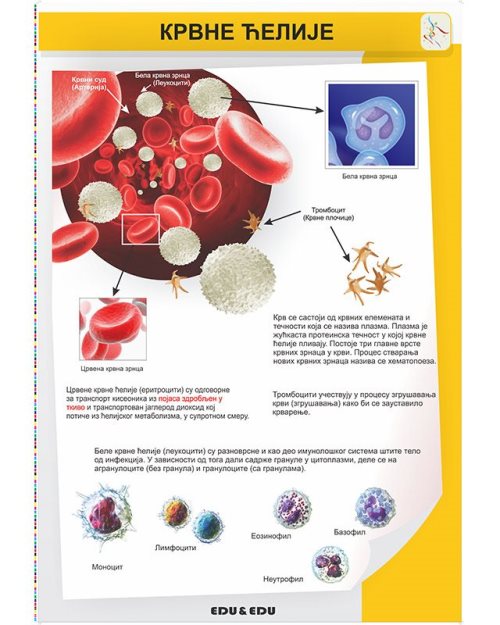БП098 - Крвна  ћелија  (постер)