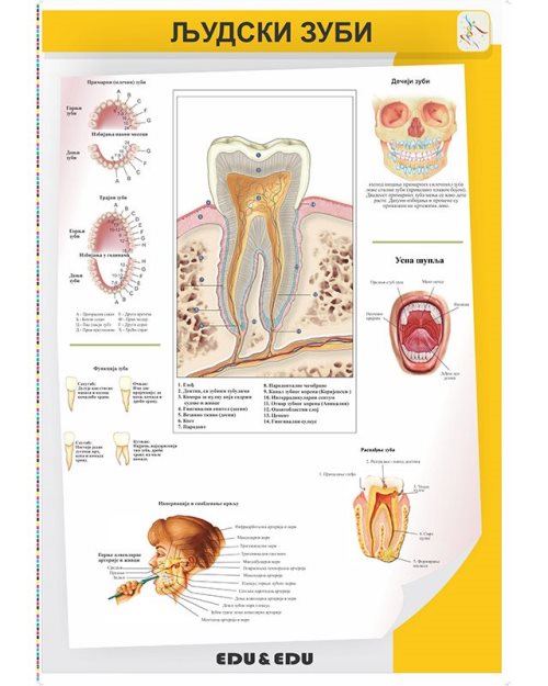 БП110 - Људски  зуби  (постер)