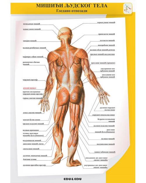 БП085 - Мускулатура  људског тела (гледано отпозади) (постер)