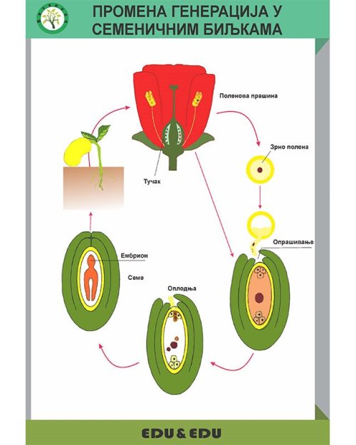 БП136 -Смена  генерација у семеничним биљкама  (постер)