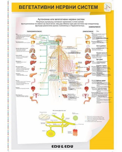 БП118 - Вегетативни нервни систем (постер)