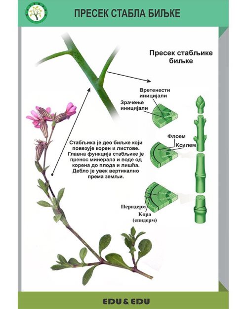 БП141 - Пресек стабла биљке  (постер)