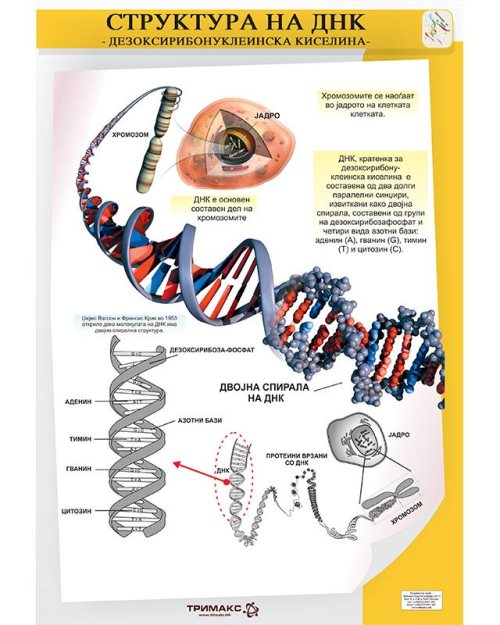 БП108 - Структура ДНК (постер)