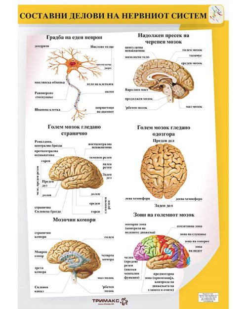 БП086 -1 - Саставни делови нервног система (постер)