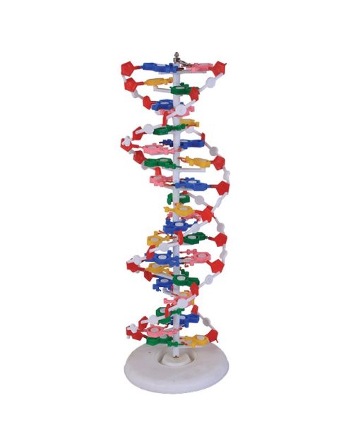 БМ084 - Модел ДНК велики
