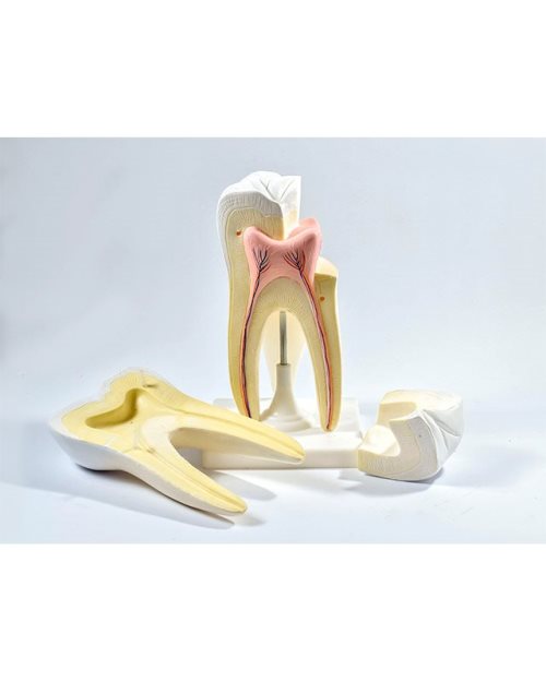 БМ018 -Модел зуба (кутњак,  секутић, очњак)