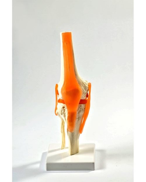 БМ009 - Зглоб колена са  лигаментима