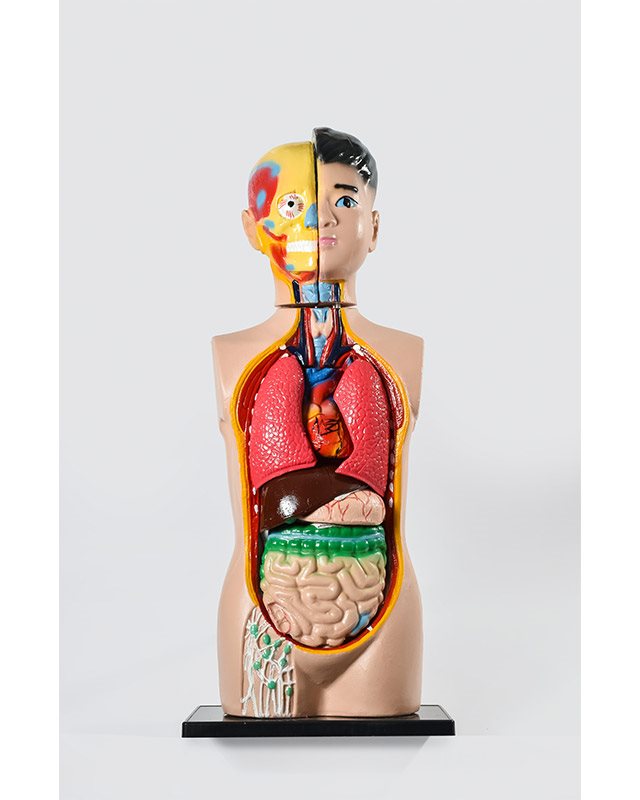 БМ022 - Људско тело  – торзо  85 cm