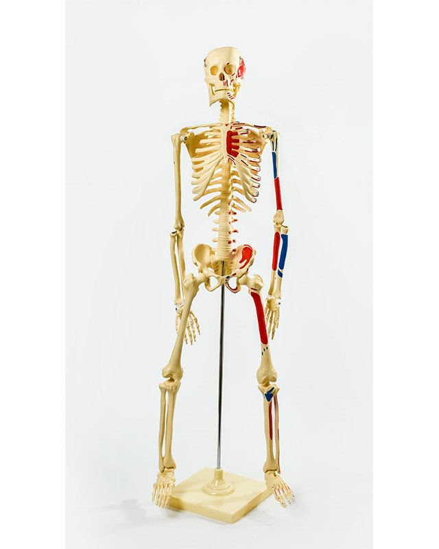 БМ004 - Модел скелета 45 cm са венама и артеријама