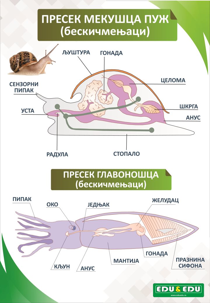 БП002 (BP002) - Пресек мекушца и главоношца (бескичмењаци, пуж, лигња, постер)