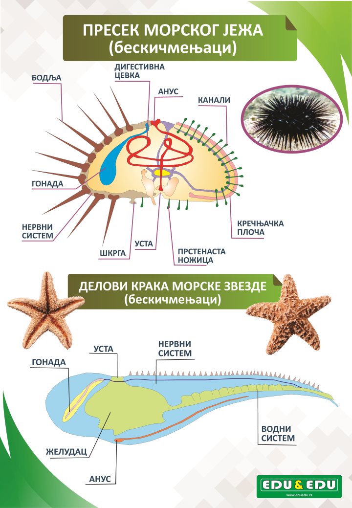 БП006 (BP006) - Пресеци морског јежа и морске звезде (постер)