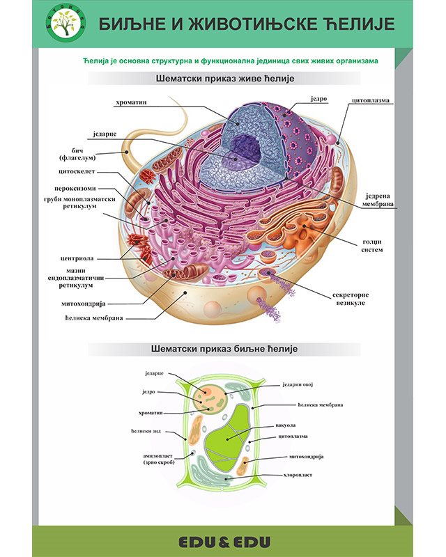 БП139 - Биљна и  животињска  ћелија  (постер)