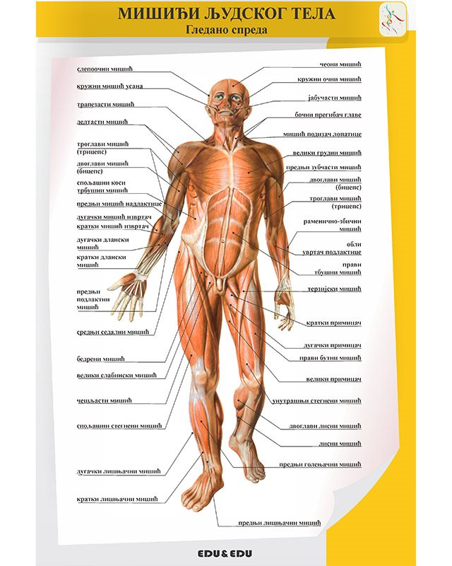 БП085 - Мускулатура  људског тела (гледано од напред) (постер)