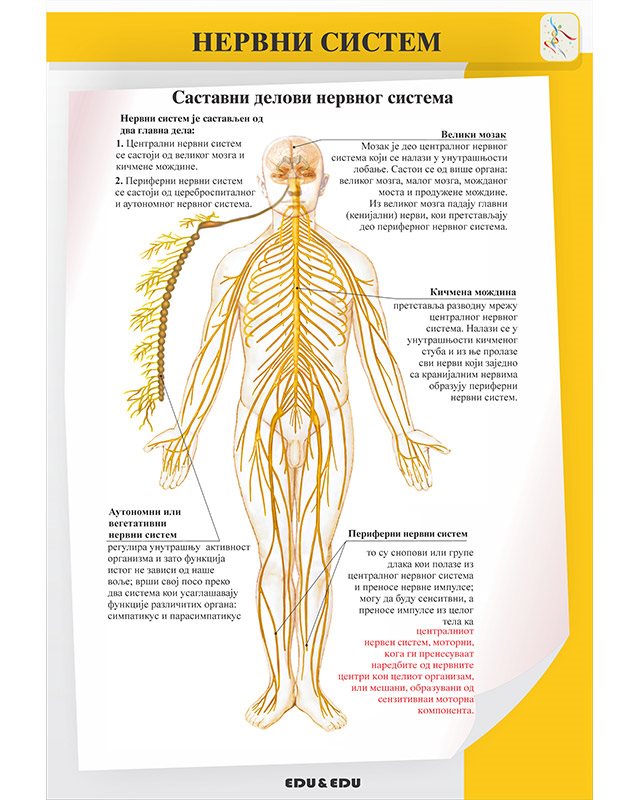 БП086 - Нервни систем (постер)