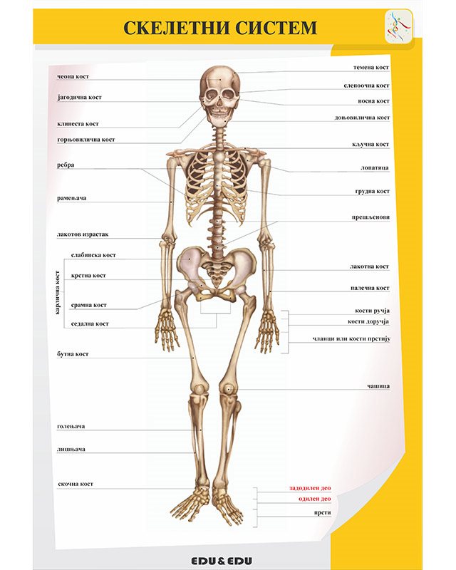 БП082 - Скелетни систем
