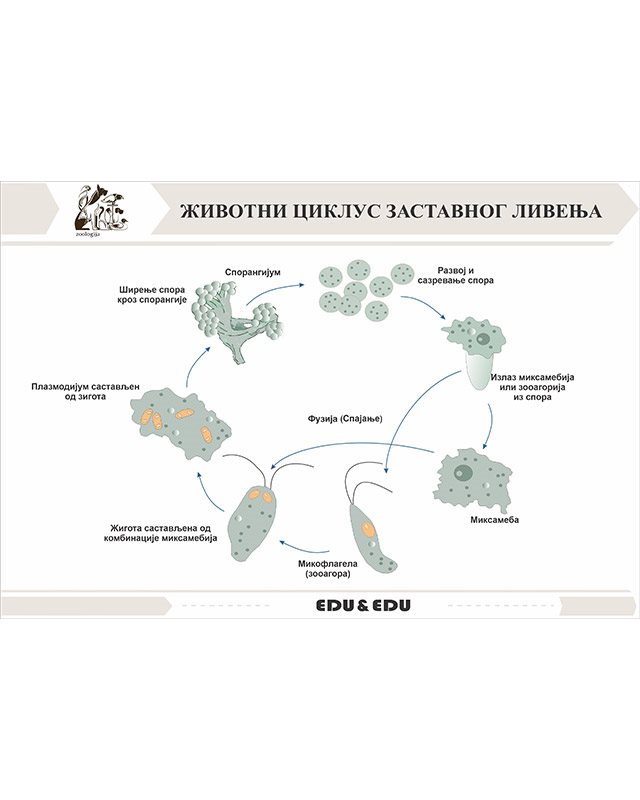 БП123 - Животни циклус гљиве  бљуваре (постер)