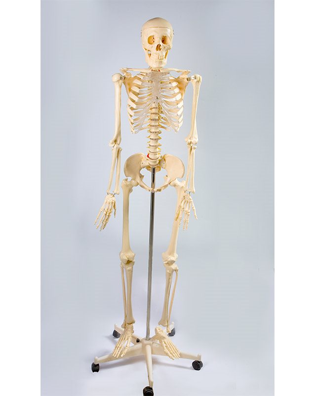 БМ001 -Стандардни  скелет 170 cm