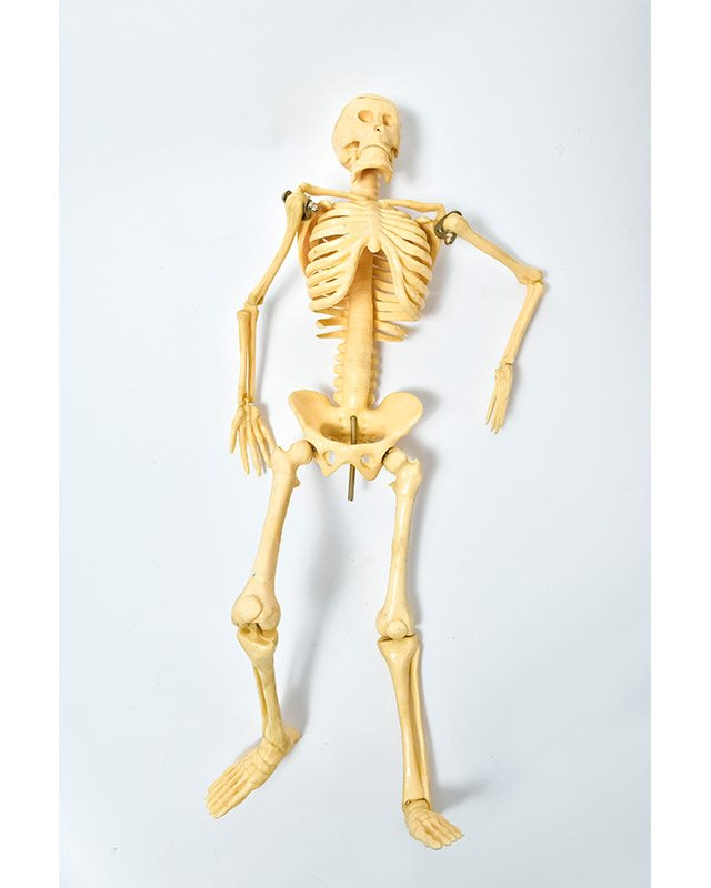 БМ003 - Скелет 42 см