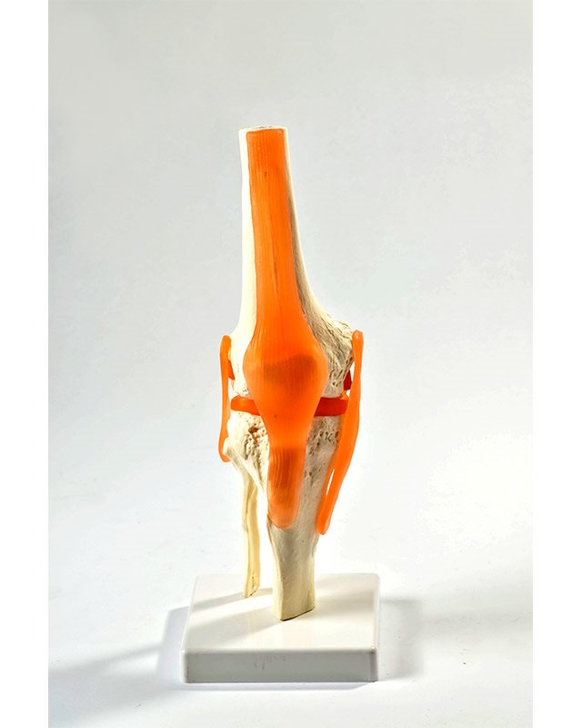 БМ009 - Зглоб колена са  лигаментима