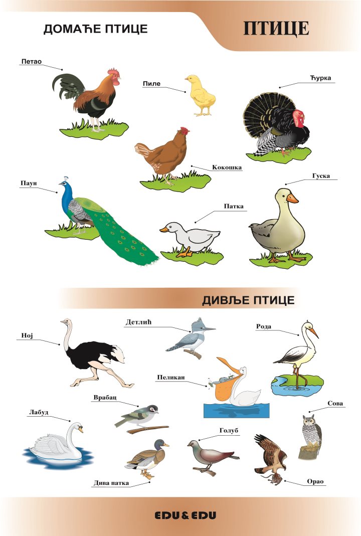 РП077 Домаће и  дивље птице  (постер)